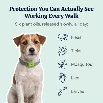 DailyPaw - Natural Flea & Tick Tag for Dogs