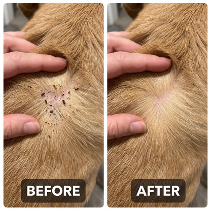 DailyPaw - Natural Flea & Tick Tag for Dogs