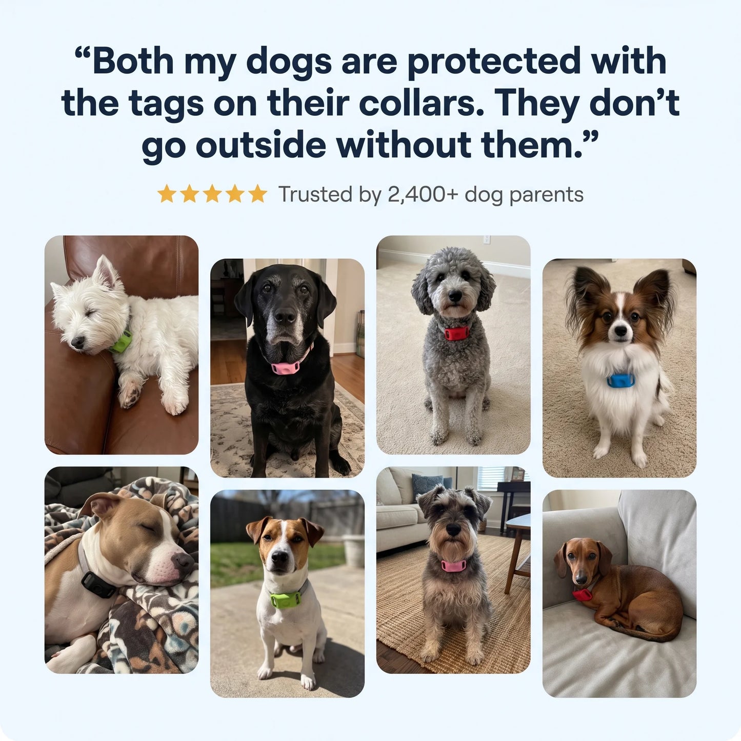 DailyPaw - Natural Flea & Tick Tag for Dogs