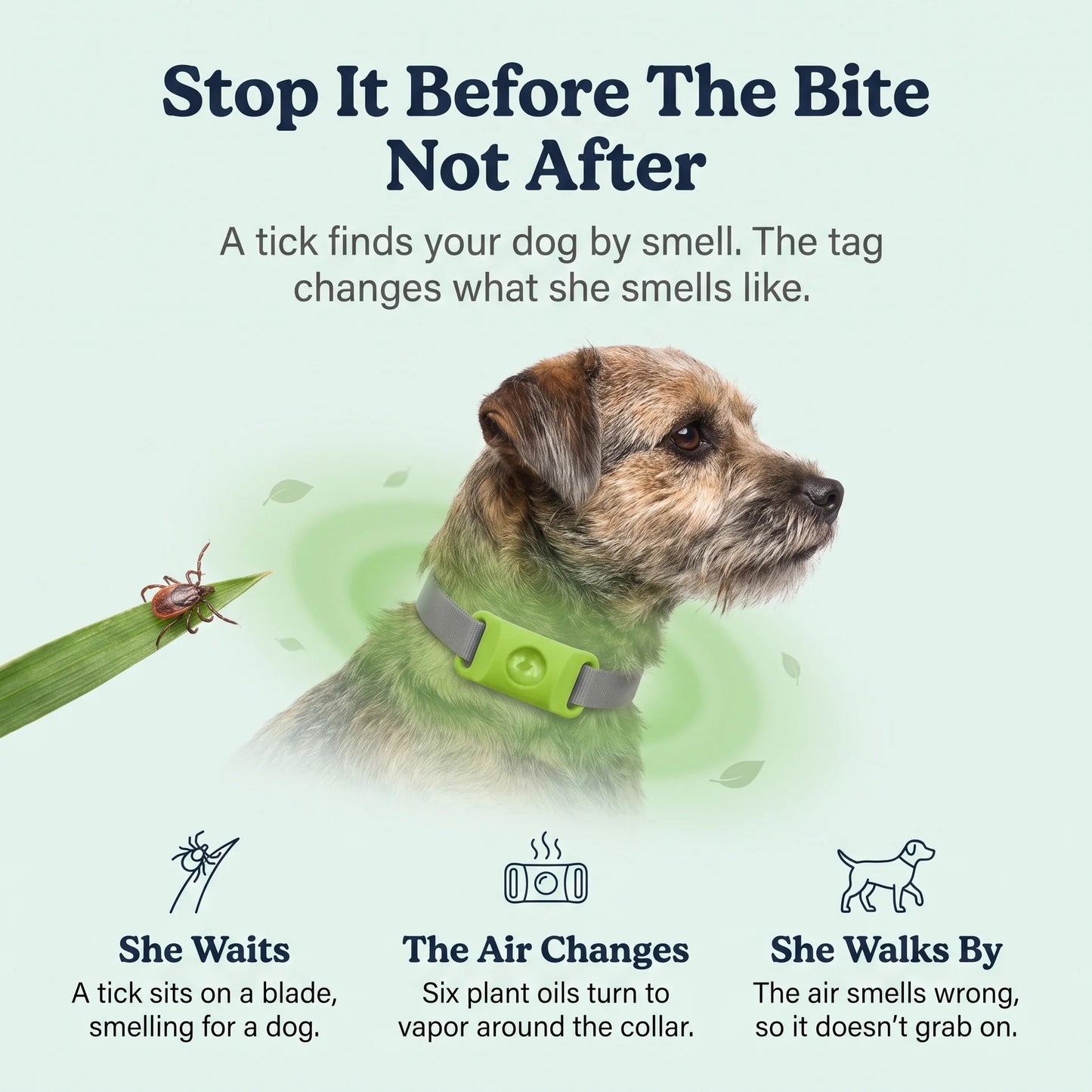 DailyPaw - Natural Flea & Tick Tag for Dogs